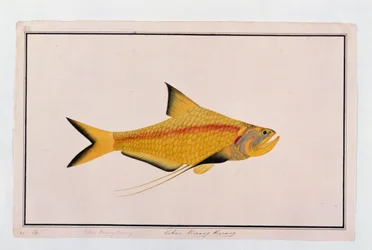 Eekan Bieung Bieung, des dessins de poissons de Malacca, c.1805-18